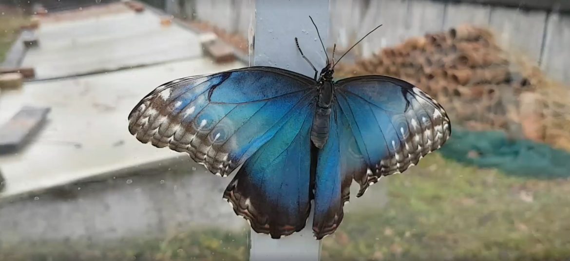 fluturi