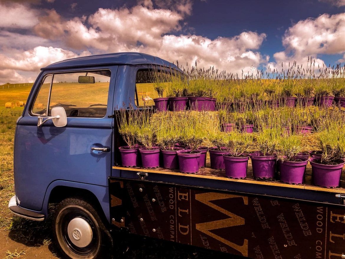lavanda