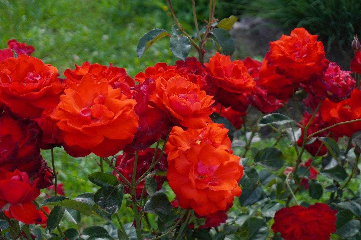 Trandafiri, sursa foto – Gradina Botanica