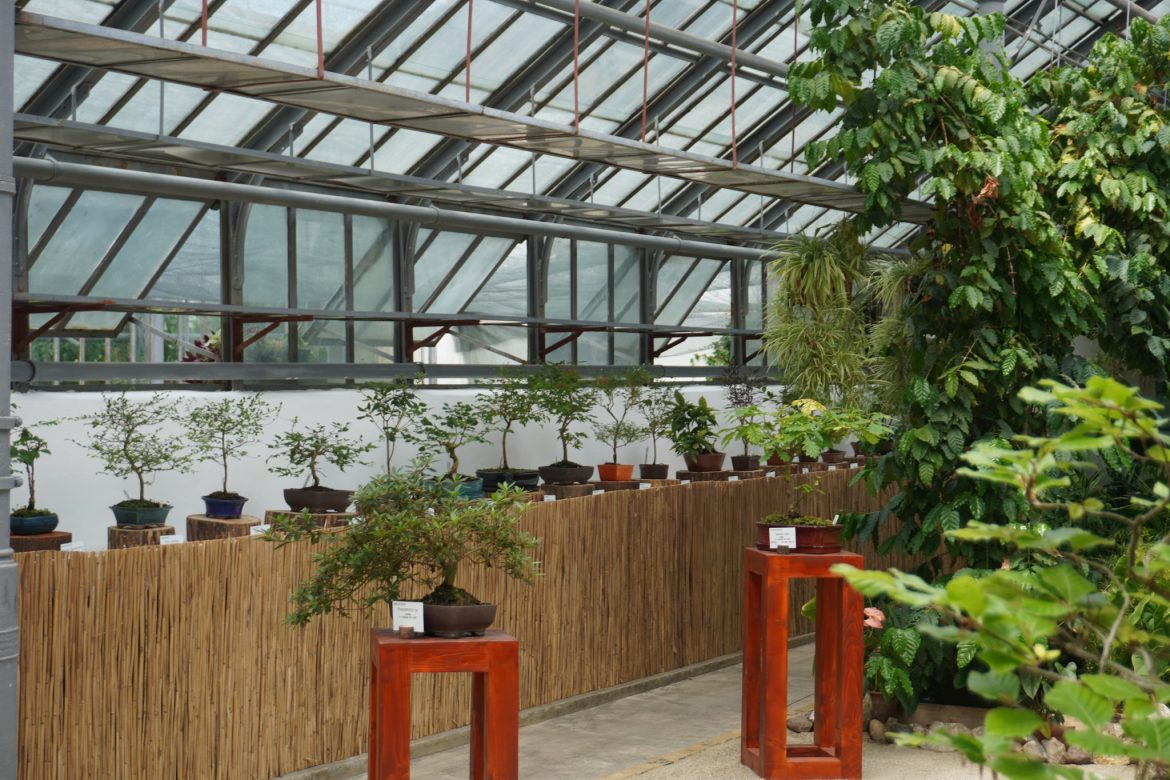 expozitie bonsai, sursa Gradina Botanica Cluj