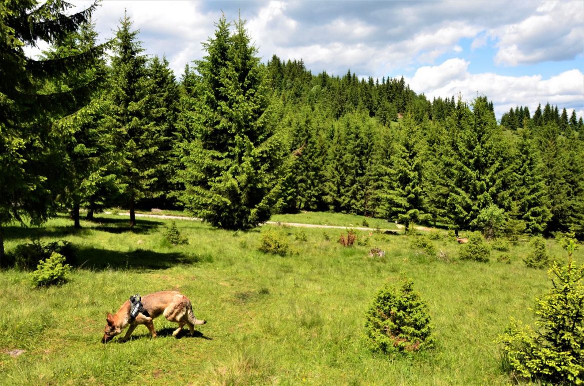 caine in plimbare natura